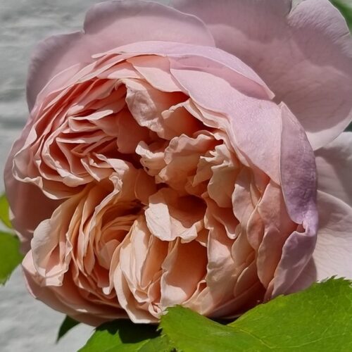 Peter-Paul Rubens rose