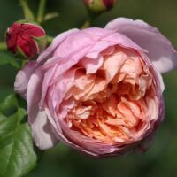 роза Peter-Paul Rubens