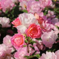rose Pink Chantilly
