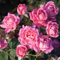 Pink Double Knock Out rosa