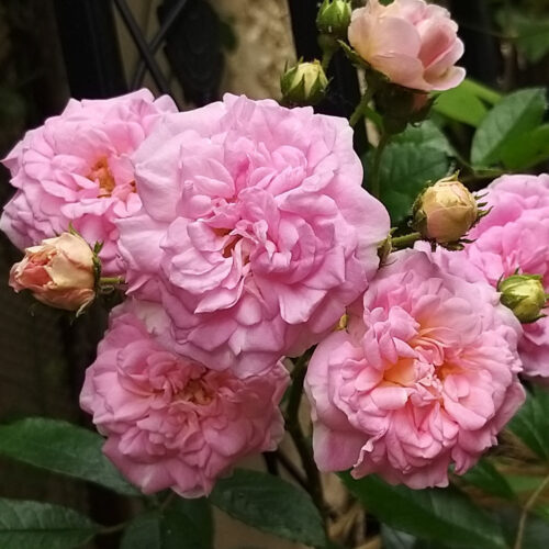 Pink Ghislaine de Féligonde rose
