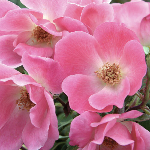 rosa Pink Knock Out