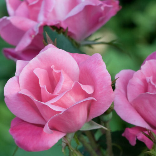 Pink Knock Out rose