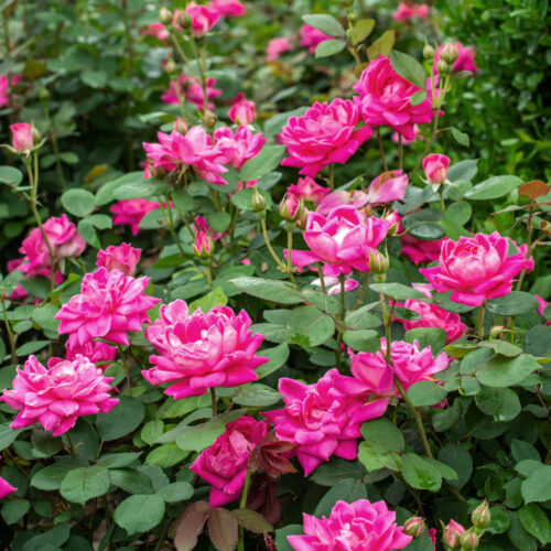 Pink Double Knock Out rose