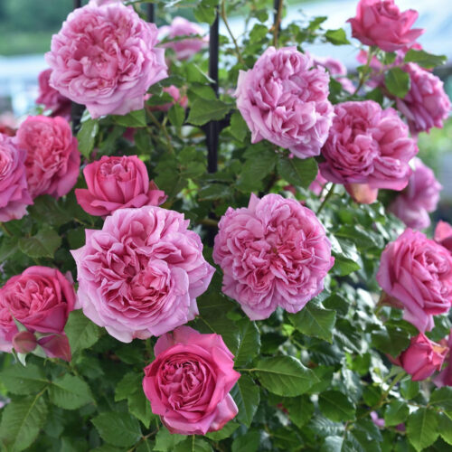 роза Pompadour