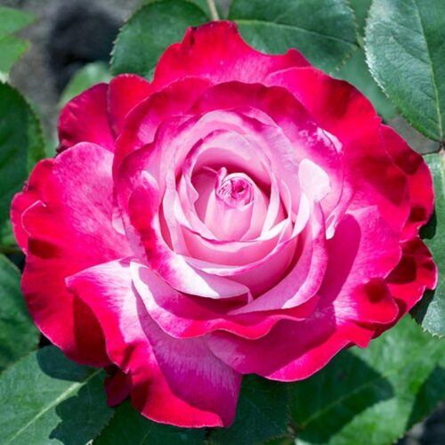 роза Prince Albert II de Monaco