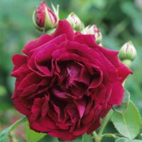 роза Prince Camille de Rohan