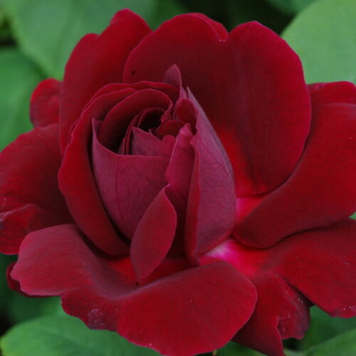 rosa Prince Camille de Rohan