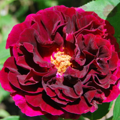 Prince Camille de Rohan rose
