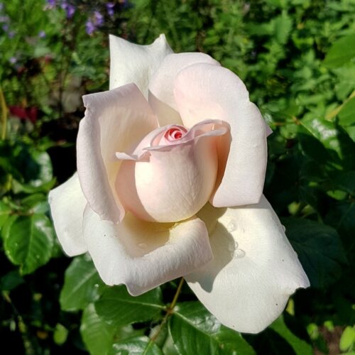 роза Prince Jardinier