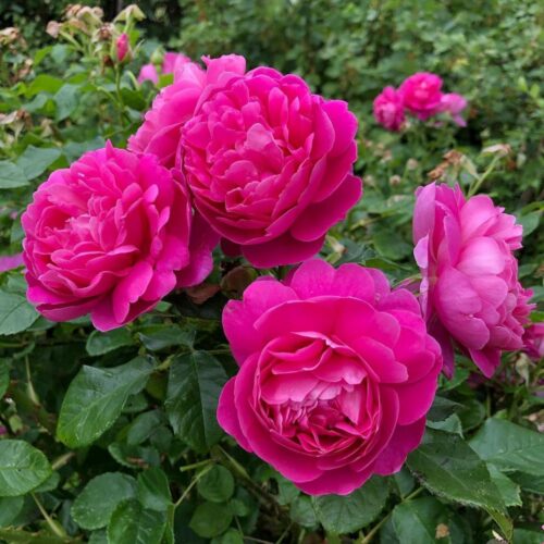роза Princess Anne