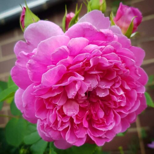 роза Princess Anne