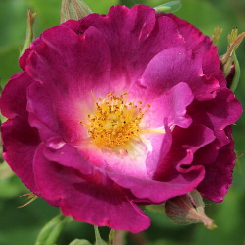 роза Princesse Sibilla de Luxembourg