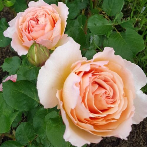 роза Princess Charlene de Monaco