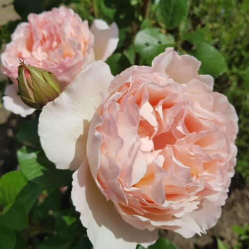 роза Princess Charlene de Monaco