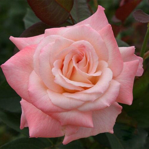 роза Pristine