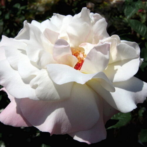 роза Pristine