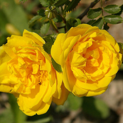 роза Persian Yellow