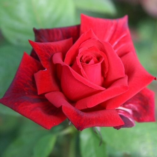 роза Red Masterpiece