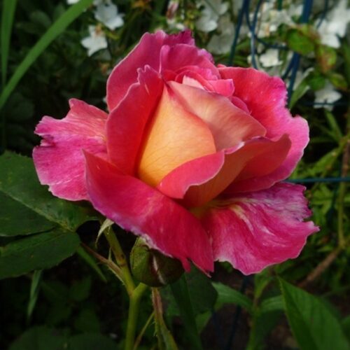 Rose Reine Sammut