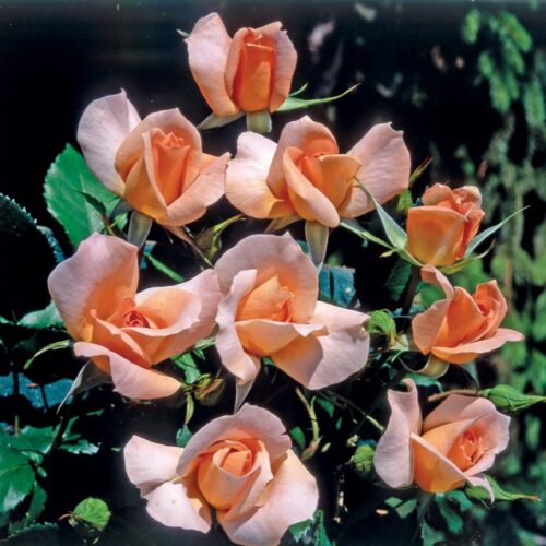 Rita Levi Montalcini rose