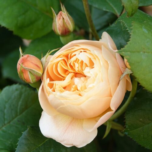 Roald Dahl rose
