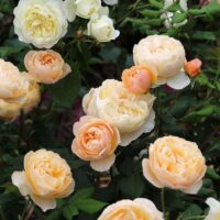 Roald Dahl rose