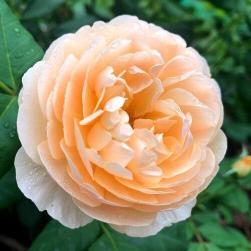 роза Roald Dahl