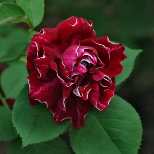 роза Roger Lambelin