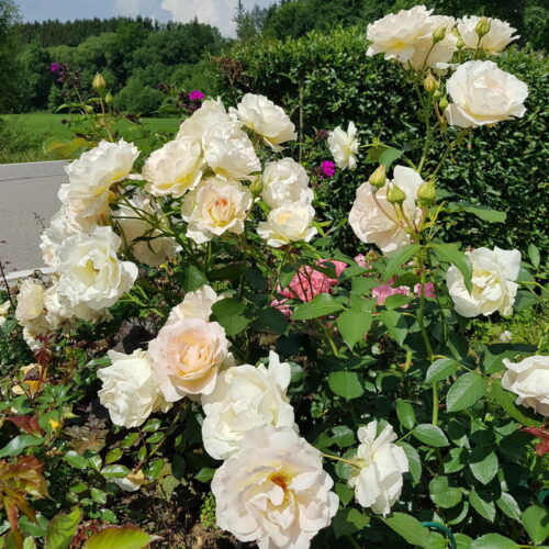 роза Rokoko