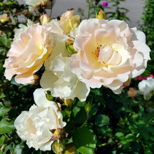роза Rokoko