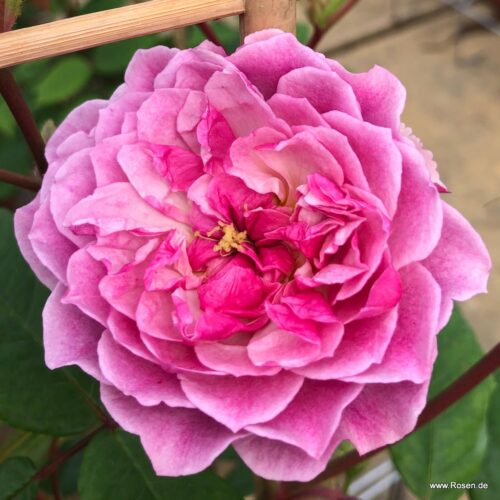 роза Romantic Siluetta