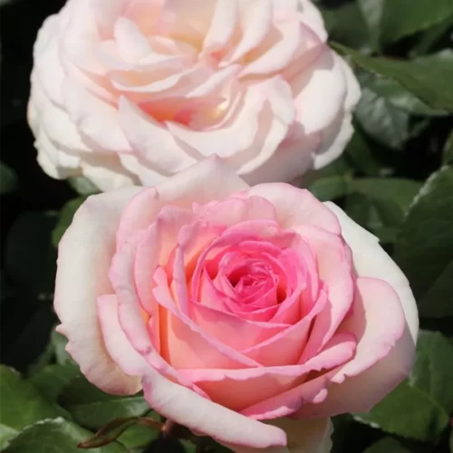 роза Souvenir de Baden Baden