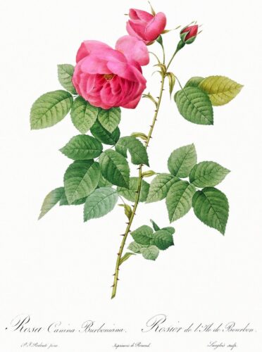 Роза Бурбон - иллюстрация Редута