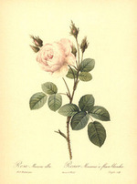 Rosa Muscosa Alba