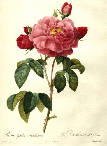 Rosa gallica aurelianensis
