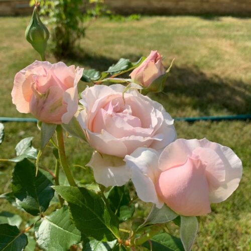 Florists Rose Rosalind