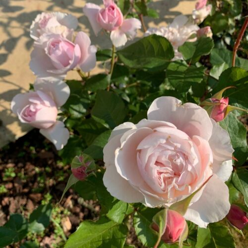 Florists Rose Rosalind