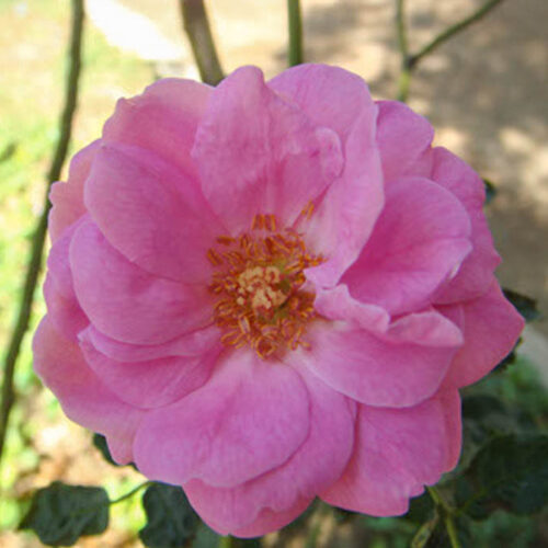Роза Edouard
