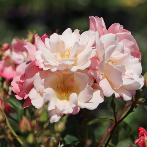 роза Roseromantic