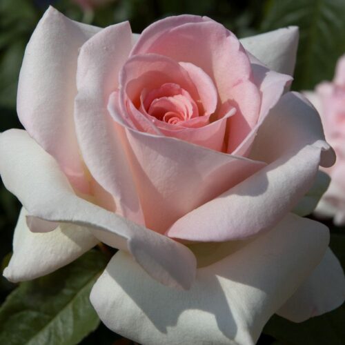 Prince Jardinier rose