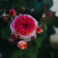 роза Rosomane Janon
