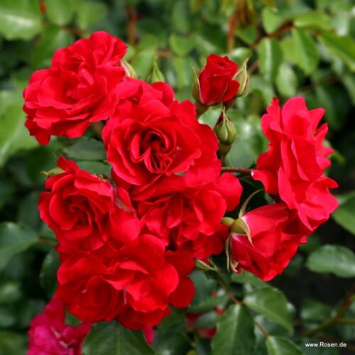 роза Rotilia