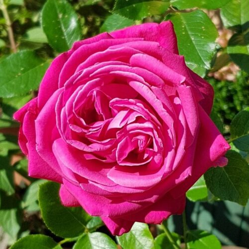 роза Senteur Royale