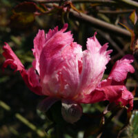 Serratipetala rose