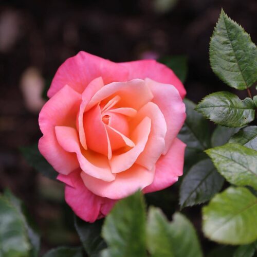 Silver Jubilee rose