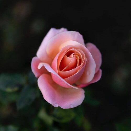 Silver Jubilee rose