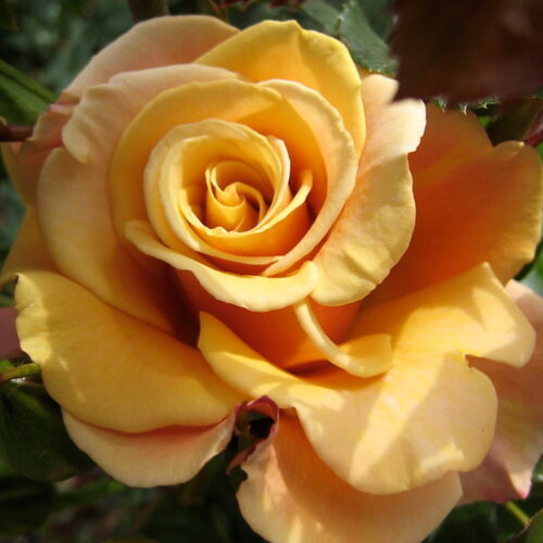 Love's Spring rose