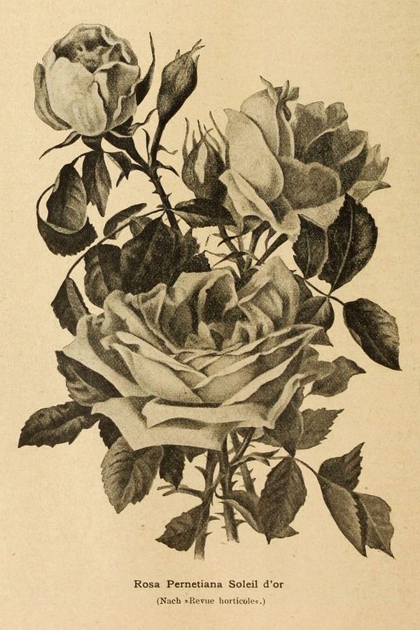 Иллюстрация розы Soleil d'Or 1890 года