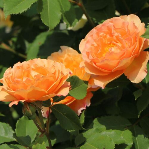 роза Sonnenwelt